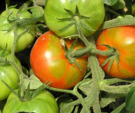 Как правильно пасынки на помидорах