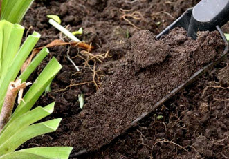 Какая почва нужна растениям