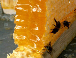 Чтобы не упустить мед