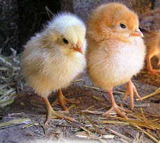 Как выбрать цыплят и вырастить их