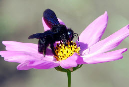 Ксилокопа фиолетовая, пчела плотник