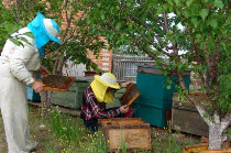 Пчеловодство и соседи