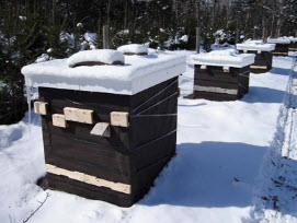 Как правильно подготовить пчел к зимовке