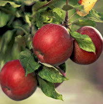Как правильно выбрать саженец яблони, сливы, облепихи