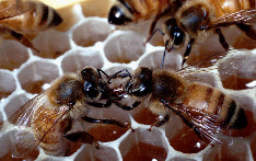 Как сделать канди для пчел