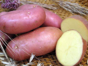 Сорта картофеля среднего поволжья