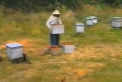 Разведение пчел в поволжье 1 часть