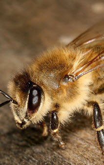 Разведение пчел в поволжье 2 часть