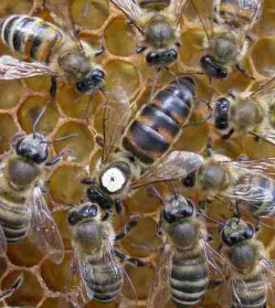 Разведение пчел в поволжье 3 часть