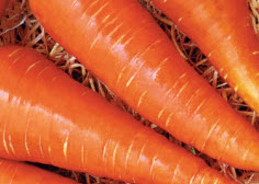 Выращивание моркови на семена