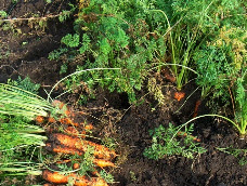 Сроки и способы посева моркови