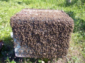 Как избавиться от роения пчел