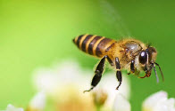 Характерные признаки возникновения болезней пчел