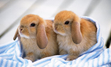 Крольчиха ест своих крольчат