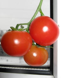 Как выращивать помидоры на подоконнике
