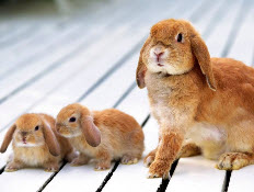 Самодельная клетка для кроликов