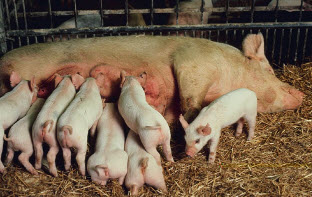 Проведение опоросов, как принять роды у свиньи