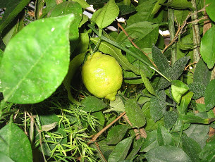 Какой сорт лимона лучше выращивать