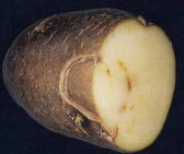 Вирус метельчатости верхушки картофеля, вирус погремковости табака