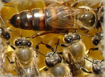 Наращивание силы пчелиной семьи осенью