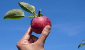 Как собирать урожай яблок и груш