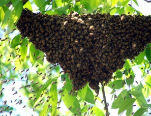 Сокращение гнезд пчелиных семей