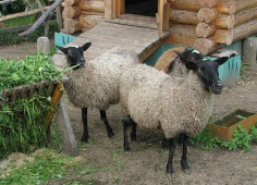 Разведение романовской породы овец 