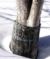 Как обезопасить молодые деревья от мышей в зимний период