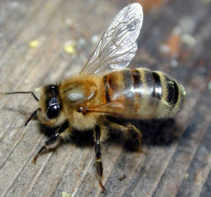 Пчелы среднерусской породы, разведение
