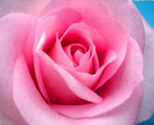 Защита роз от вредителей. Выращивание бархатцев