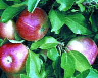 Как запомнить сорта яблонь