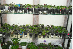 Выращивание овощей на подоконнике