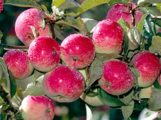 Устраняем периодичность плодоношения яблонь