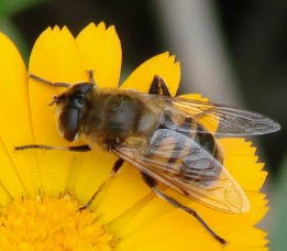 Роль трутней пчелиной семье