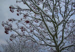 Уход за плодоносящими деревьями зимой