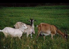 Кормление козы до и после родов