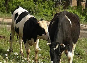 Кормление коров в пастбищный период