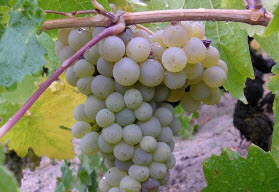 Что делать с виноградом осенью?