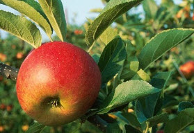 Почему не цветут яблони? или периодичность плодоношения яблонь