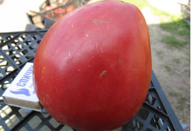 Сорта томатов для средней полосы