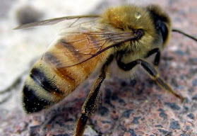 Способы зимовки пчел