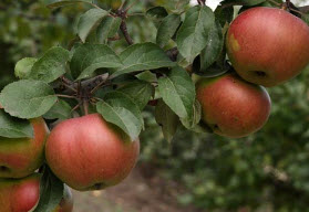 Что важнее для яблони
