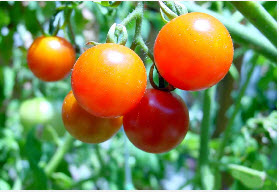 Как подкормить рассаду помидор?